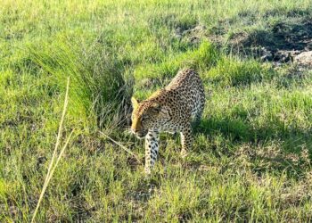 How to choose a sustainable African safari - The Points Guy