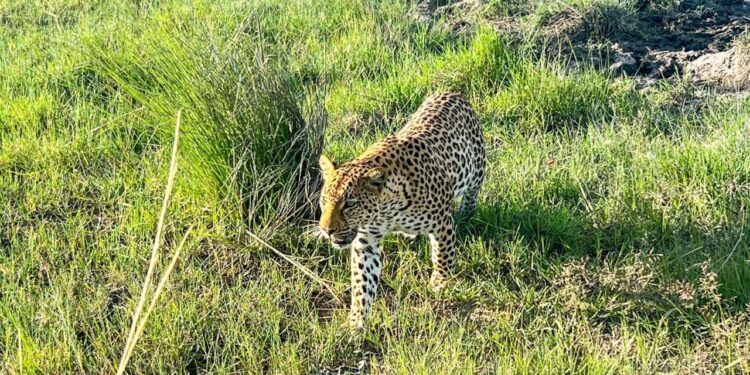 How to choose a sustainable African safari - The Points Guy